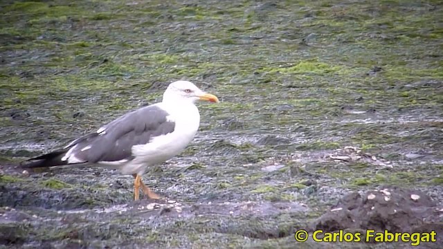 racek žlutonohý (ssp. graellsii) - ML201855761