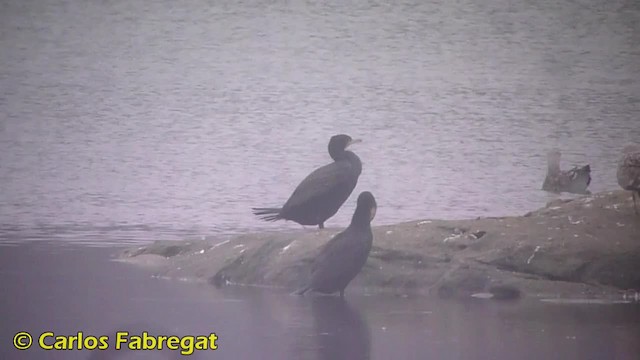 Great Cormorant (Eurasian) - ML201855831
