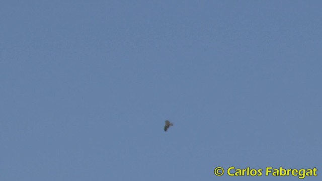 Águila Pescadora (haliaetus) - ML201855911
