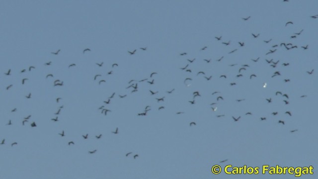 Glossy Ibis - ML201855931