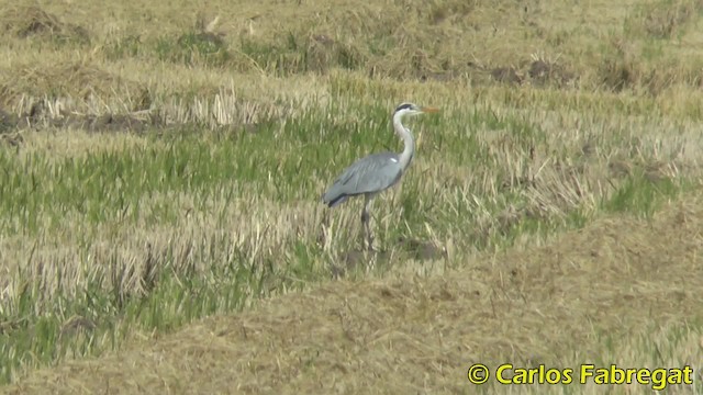 Garza Real (Paleártico) - ML201855941