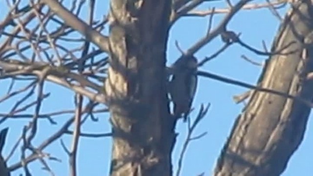 Syrian Woodpecker - ML201856661