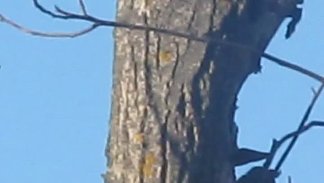 Syrian Woodpecker - ML201856681