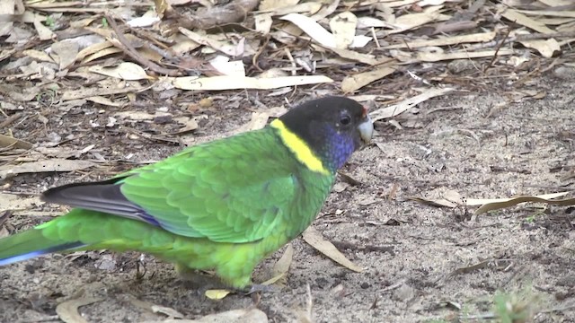 Воротничковый попугай (semitorquatus) - ML201856871