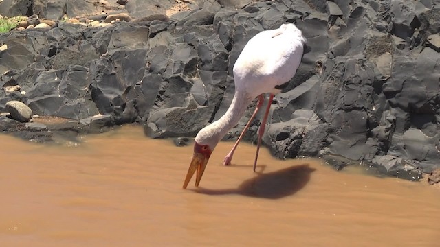 Yellow-billed Stork - ML201856921