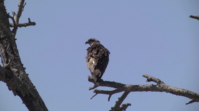 Águila Pescadora (haliaetus) - ML201856981