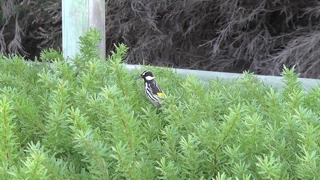 White-cheeked Honeyeater - ML201857001