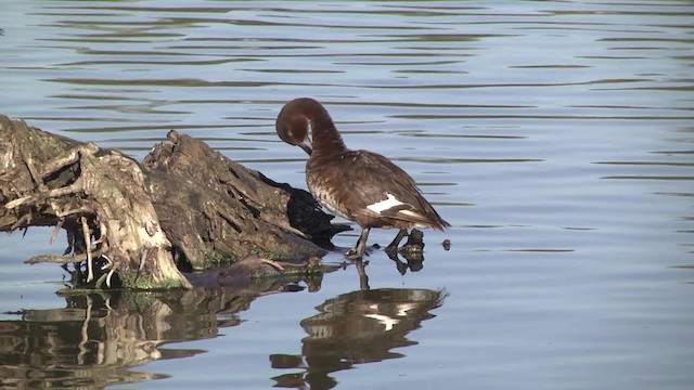 Murgilari australiarra - ML201857011