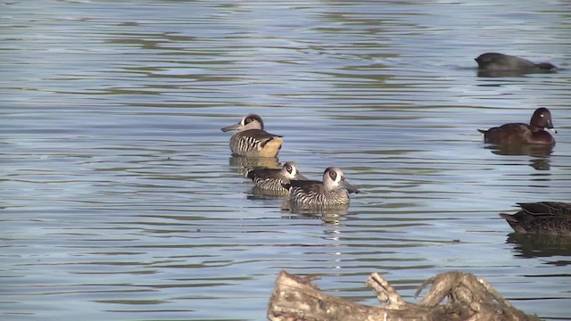 Pink-eared Duck - ML201857031