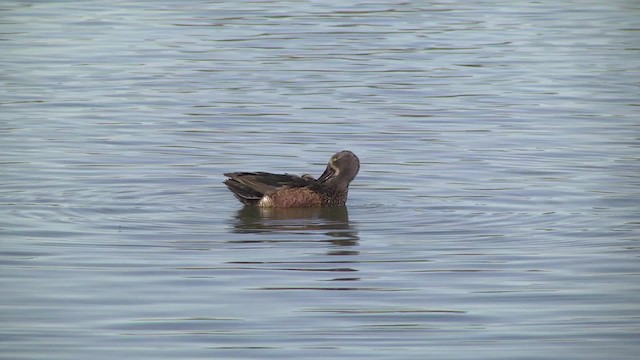 Ahate mokozabal australiarra - ML201857041