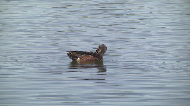 Australasian Shoveler - ML201857041