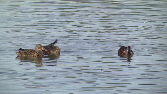 Australasian Shoveler - ML201857051