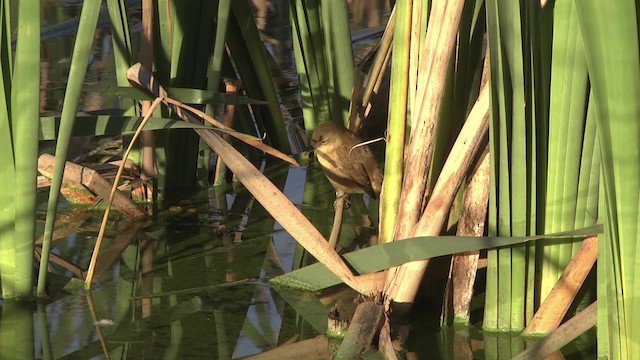 Australian Reed Warbler - ML201857091