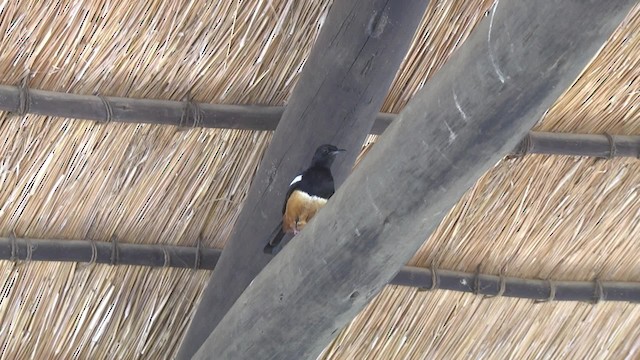 Mocking Cliff-Chat - ML201857101