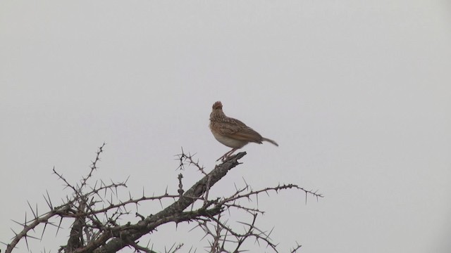 Rufous-naped Lark (Rufous-naped) - ML201857111