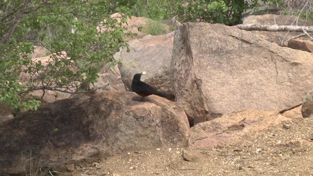 Mocking Cliff-Chat - ML201857121