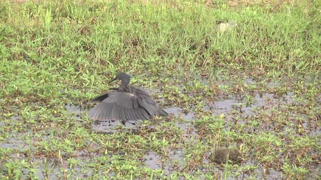 Black Heron - ML201857131