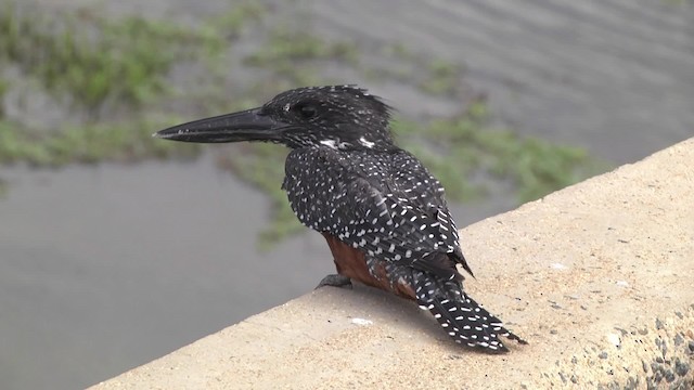 Giant Kingfisher - ML201857141