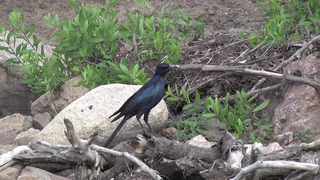 Burchell's Starling - ML201857181