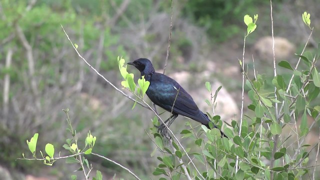 Burchell's Starling - ML201857191