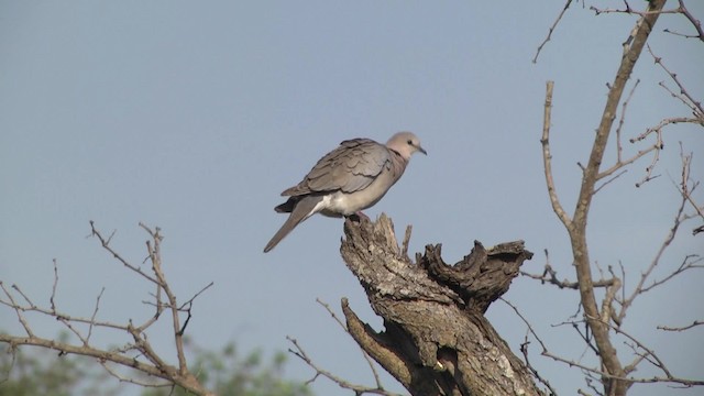 Ring-necked Dove - ML201857221