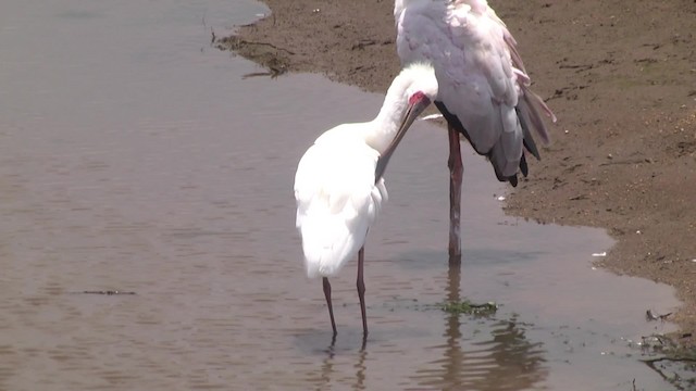 African Spoonbill - ML201857231