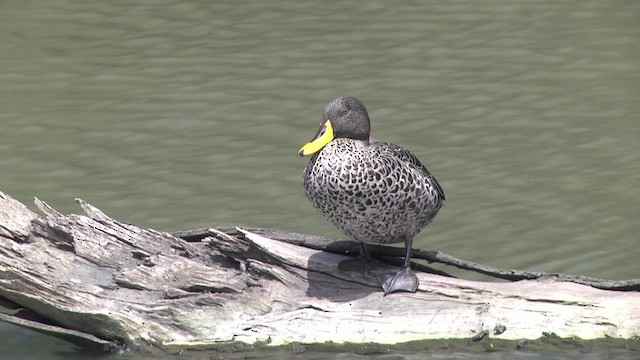 Canard à bec jaune - ML201857241