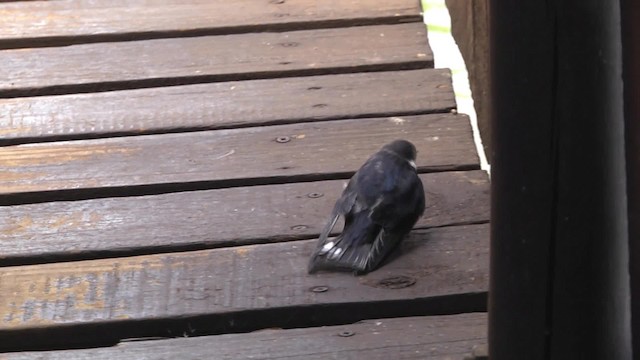 White-throated Swallow - ML201857251