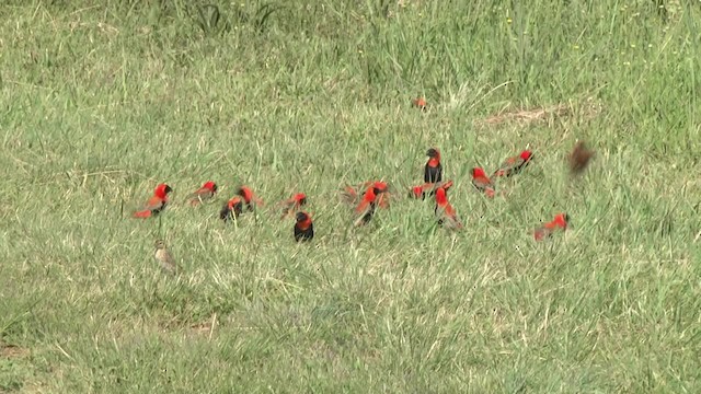 Southern Red Bishop - ML201857261