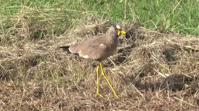 Wattled Lapwing - ML201857281