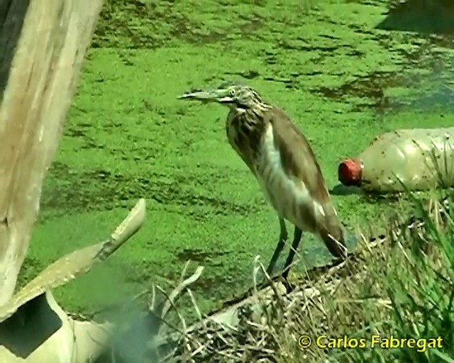 Squacco Heron - ML201857381