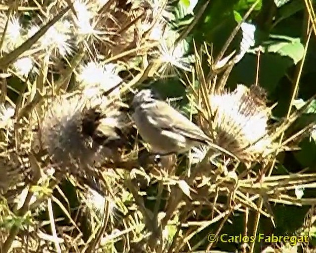 Marsh Tit - ML201857421