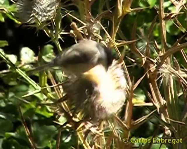 Marsh Tit - ML201857431