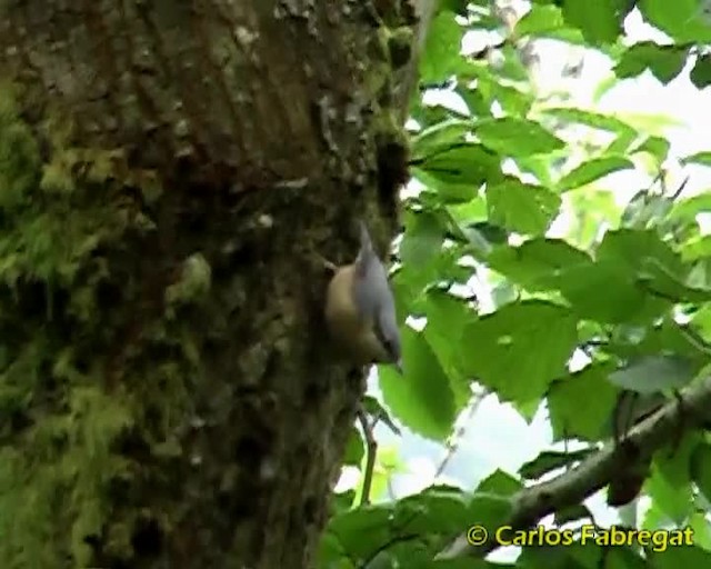 Eurasian Nuthatch (Western) - ML201857451