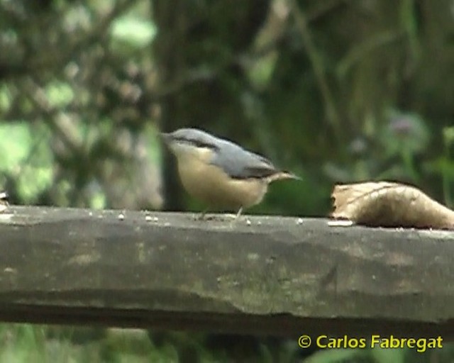 Eurasian Nuthatch (Western) - ML201857461