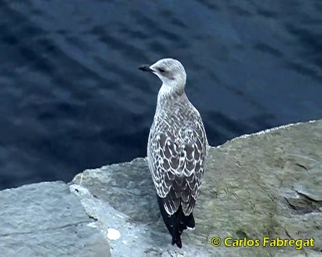 Lesser Black-backed Gull (graellsii) - ML201857511