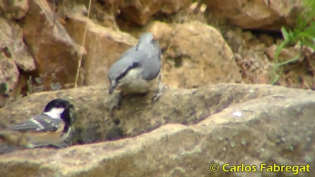 Eurasian Nuthatch (Western) - ML201857771