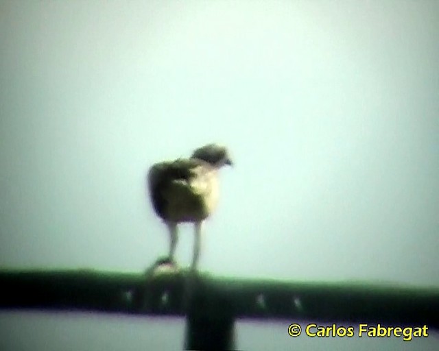 Águila Pescadora (haliaetus) - ML201857841