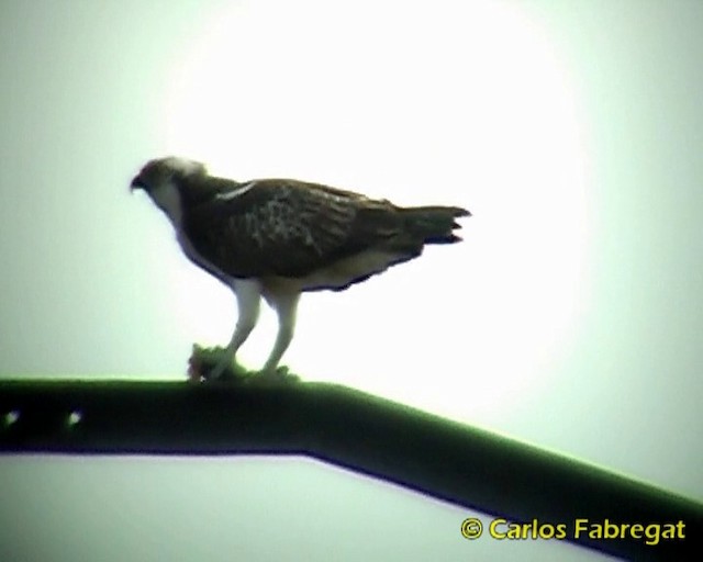 Águila Pescadora (haliaetus) - ML201857851