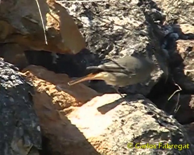 Colirrojo Tizón (gibraltariensis/aterrimus) - ML201857861