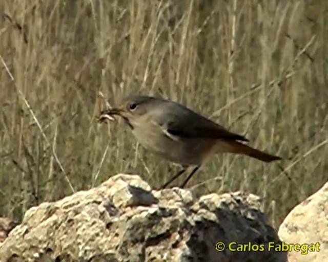 Colirrojo Tizón (gibraltariensis/aterrimus) - ML201857871