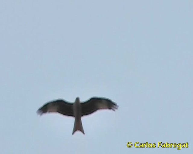 Red Kite (Red) - ML201857941