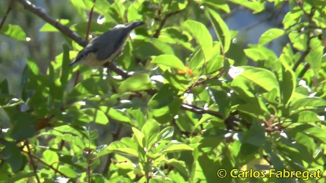 Eurasian Nuthatch (Western) - ML201857971