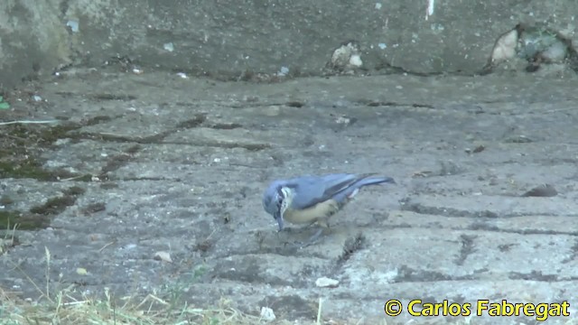 Eurasian Nuthatch (Western) - ML201858031