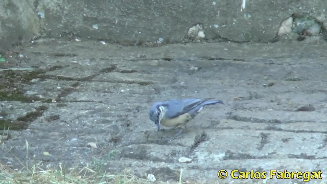 Eurasian Nuthatch (Western) - ML201858031