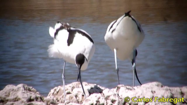 Avocette élégante - ML201858061