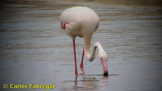 Greater Flamingo - ML201858081