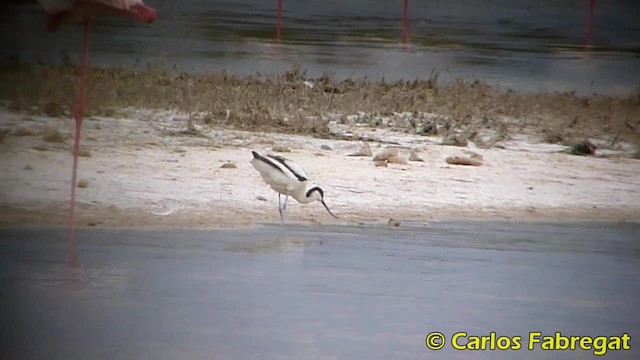 Pied Avocet - ML201858101