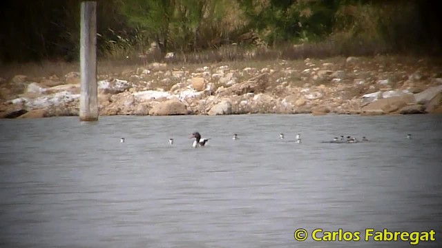 Common Shelduck - ML201858111