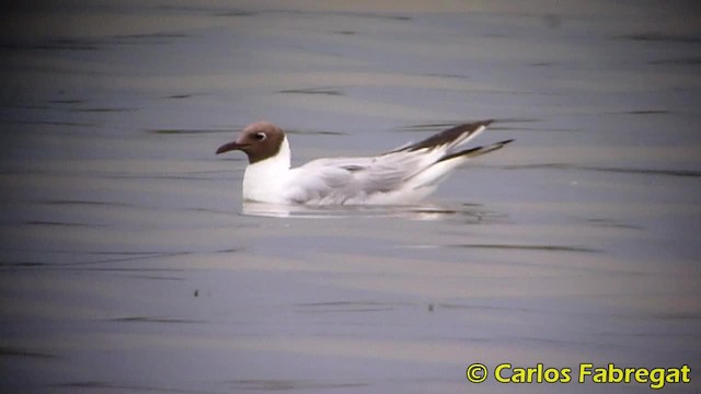 Black-headed Gull - ML201858131